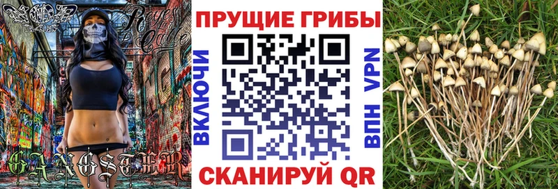 blacksprut онион Велиж Псилоцибиновые грибы Cubensis